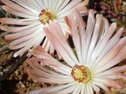 Cephalophyllum rigidum flowers